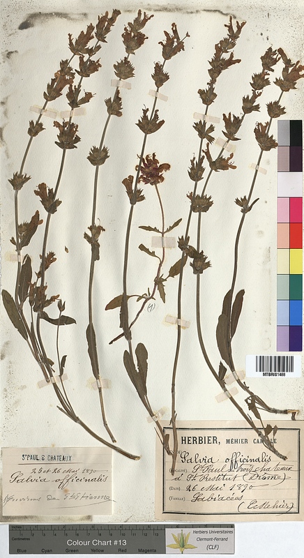 Salvia officinalis (Lamiaceae)