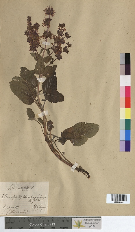 Salvia verticillata (Lamiaceae)