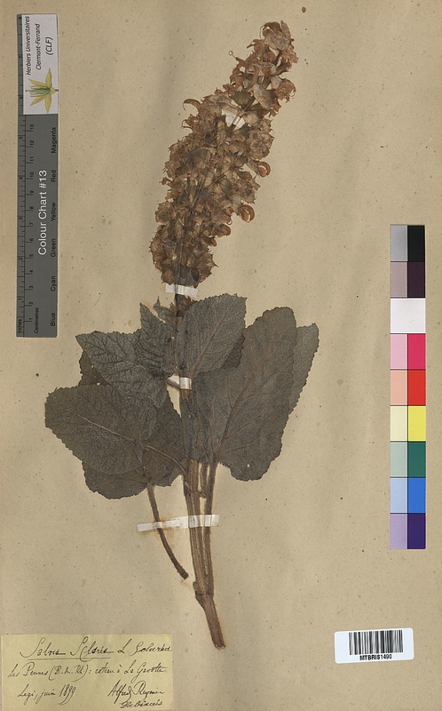 Salvia sclarea (Lamiaceae)