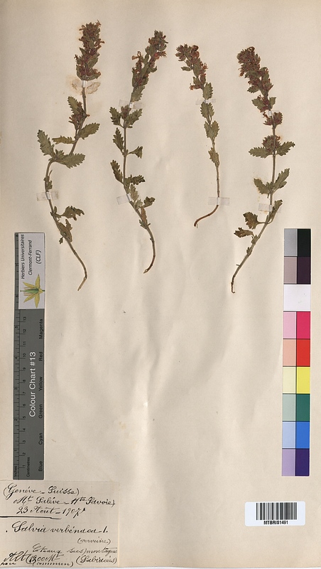 Salvia verbenaca (Lamiaceae)