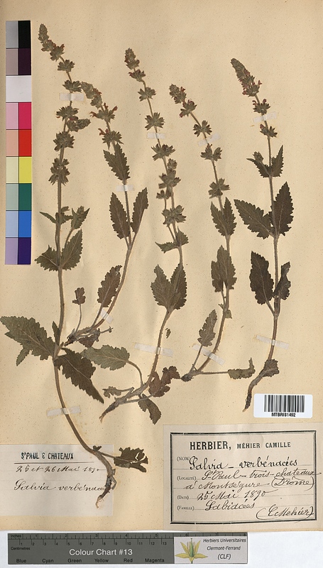 Salvia verbenaca (Lamiaceae)