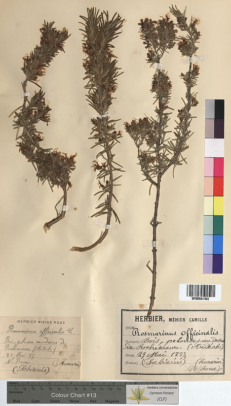 Rosmarinus officinalis (Lamiaceae)