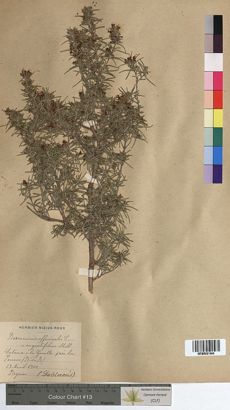 Rosmarinus officinalis (Lamiaceae)