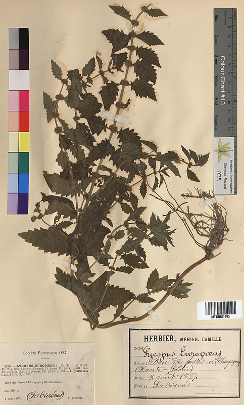 Lycopus europaeus (Lamiaceae)
