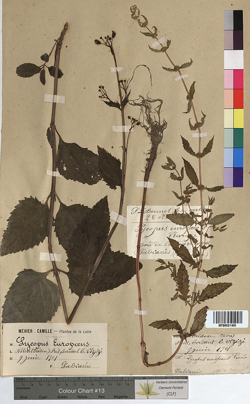 Lycopus europaeus (Lamiaceae)