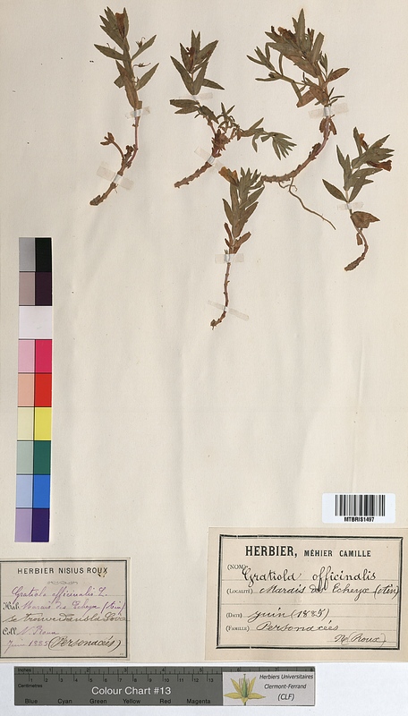 Gratiola officinalis (Scrophulariaceae)