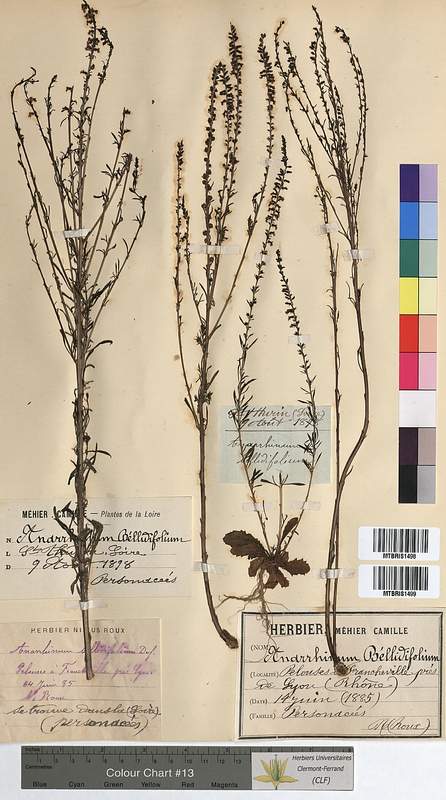 Anarrhinum bellidifolium (Scrophulariaceae)