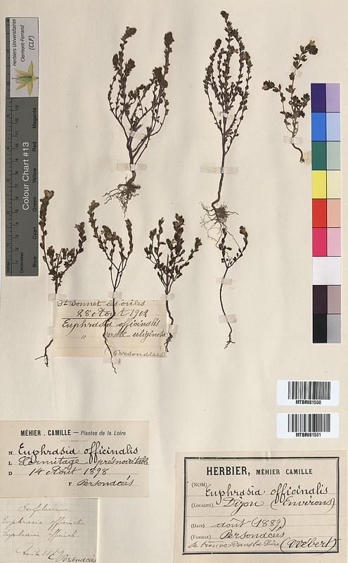 Euphrasia officinalis (Scrophulariaceae)