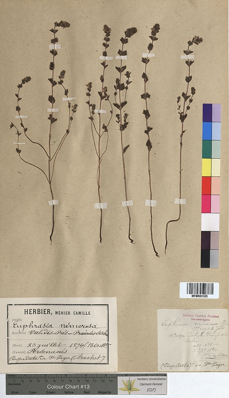Euphrasia nemorosa (Scrophulariaceae)
