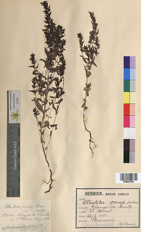 Odontites verna (Scrophulariaceae)