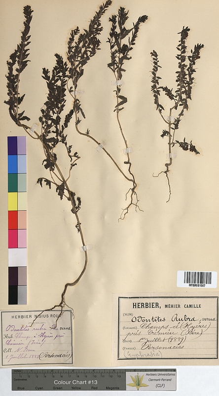 Odontites rubra (Scrophulariaceae)