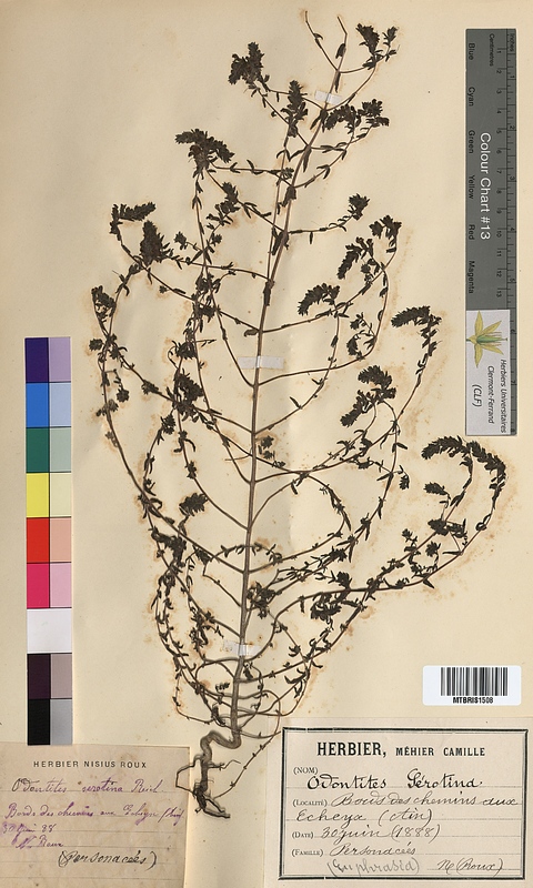Odontites serotinus (Scrophulariaceae)