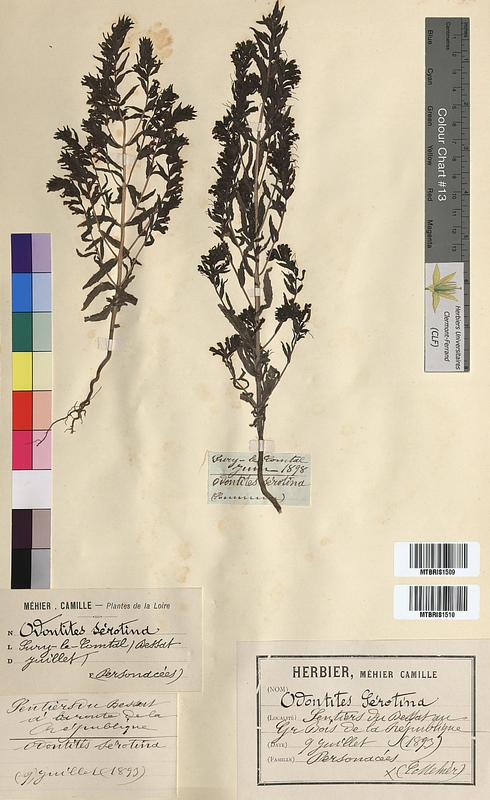 Odontites serotinus (Scrophulariaceae)