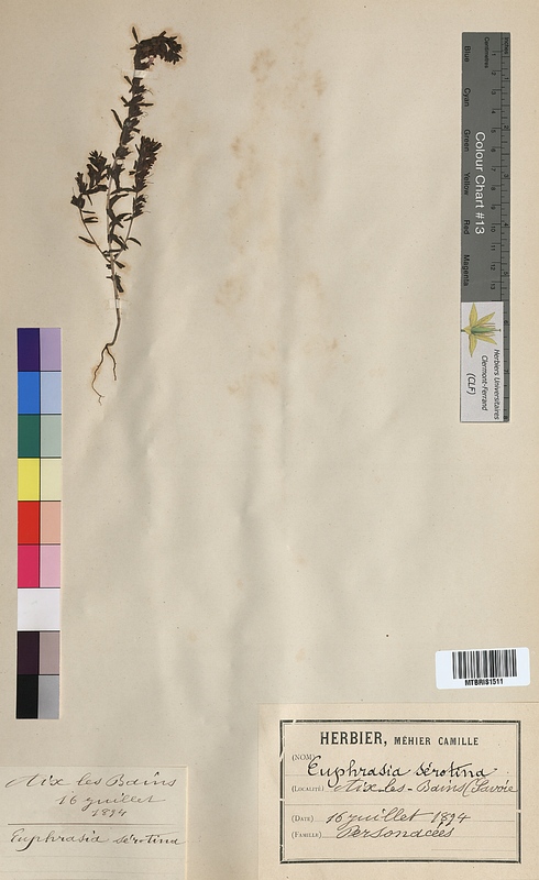 Euphrasia serotinus (Scrophulariaceae)