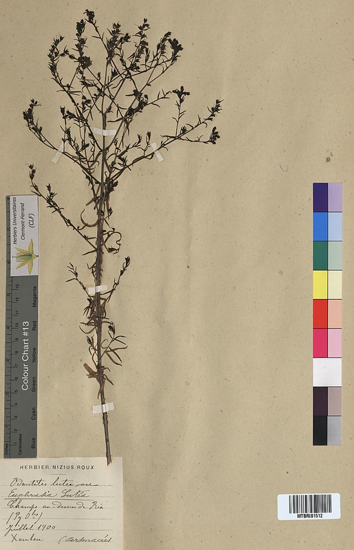 Euphrasia lutea (Scrophulariaceae)