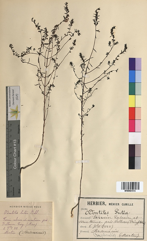 Odontites luteus (Scrophulariaceae)