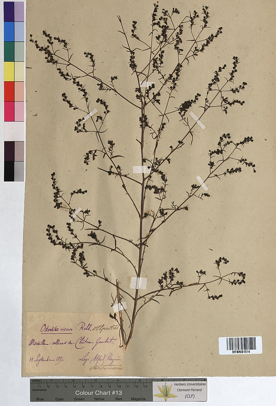 Odontites alpestris (Scrophulariaceae)