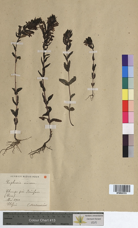 Euphrasia viscosa (Scrophulariaceae)