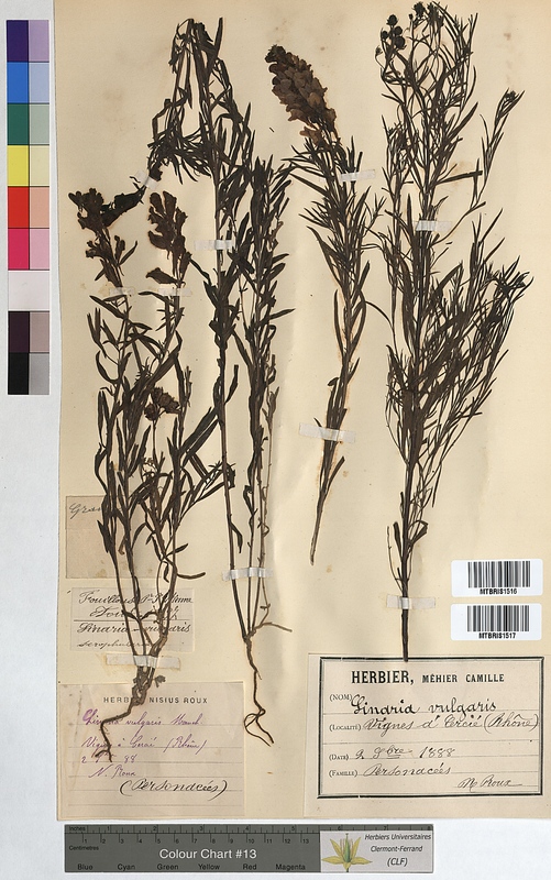 Linaria vulgaris (Scrophulariaceae)