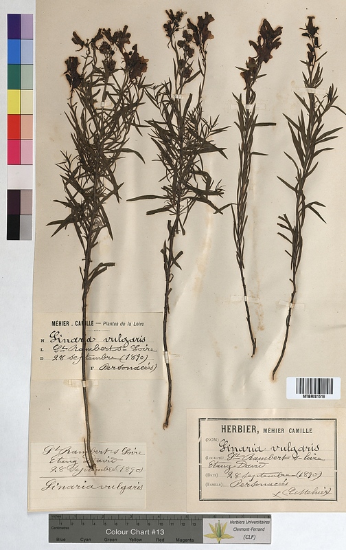 Linaria vulgaris (Scrophulariaceae)