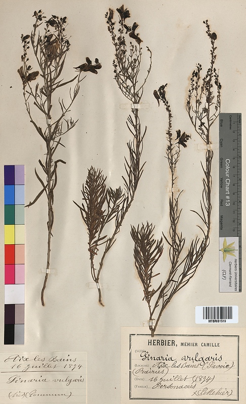 Linaria vulgaris (Scrophulariaceae)