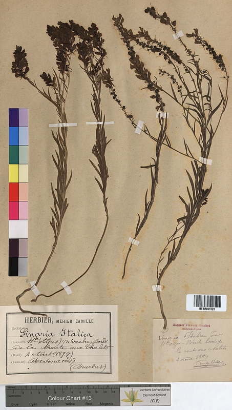 Linaria italica (Scrophulariaceae)