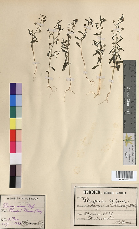 Linaria minor (Scrophulariaceae)