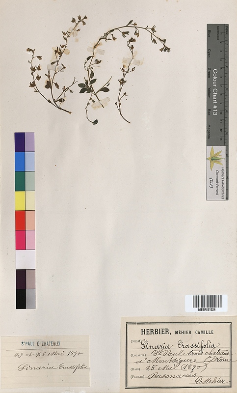 Linaria crassifolia (Scrophulariaceae)