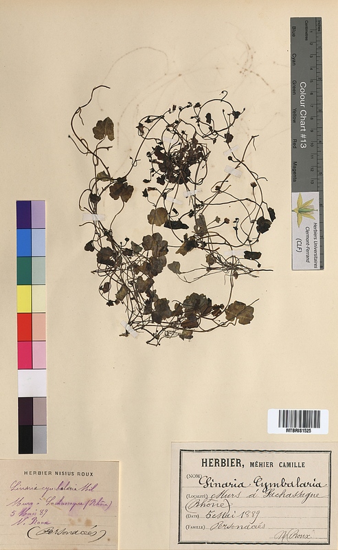 Linaria cymbalaria (Scrophulariaceae)