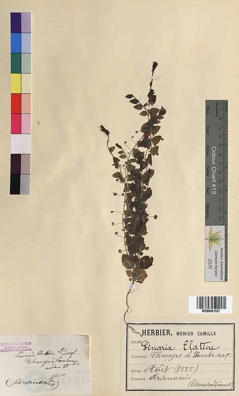 Linaria elatine (Scrophulariaceae)
