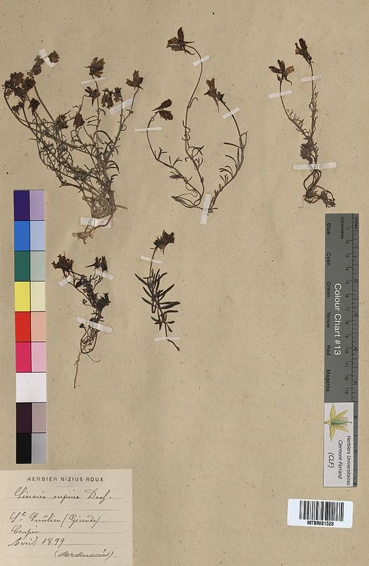 Linaria supina (Scrophulariaceae)