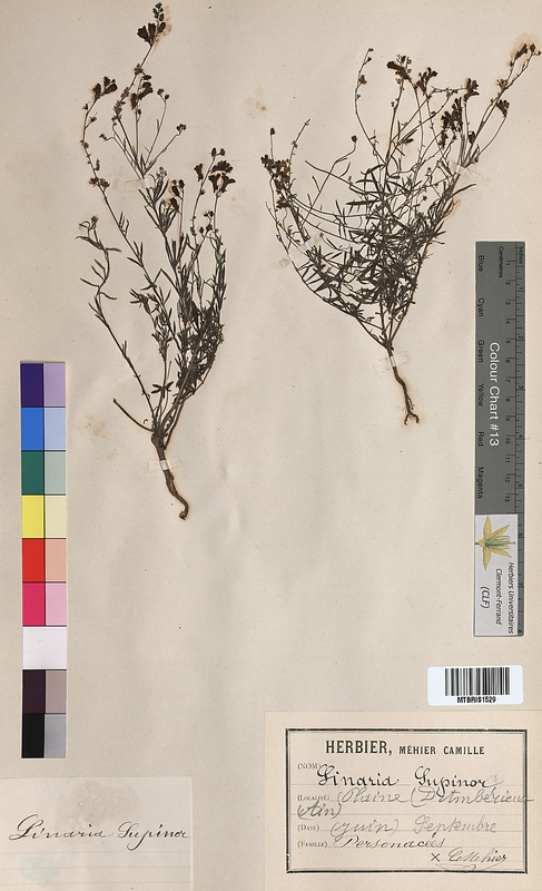Linaria supina (Scrophulariaceae)