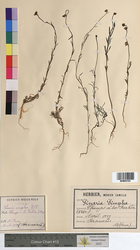 Linaria simplex (Scrophulariaceae)