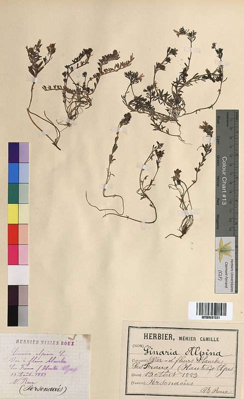 Linaria alpina (Scrophulariaceae)