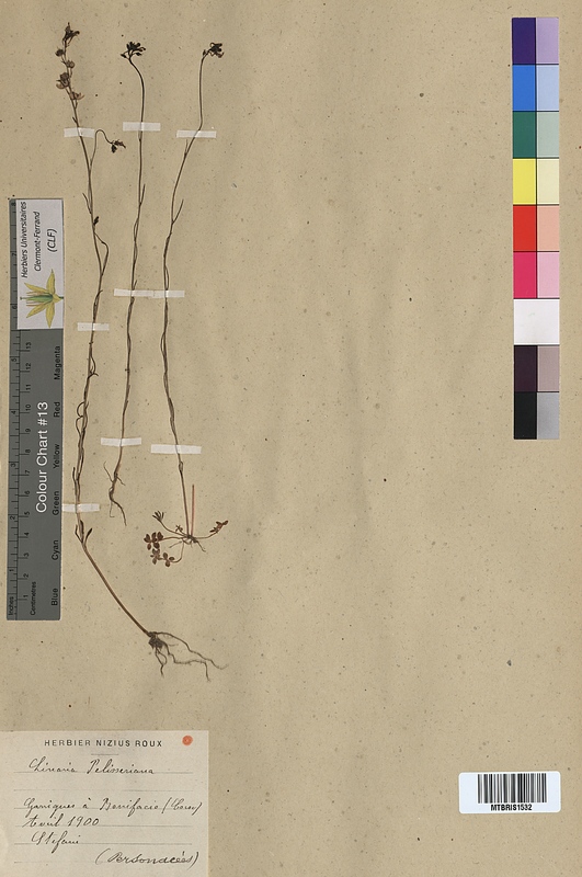 Linaria pelisseriana (Scrophulariaceae)