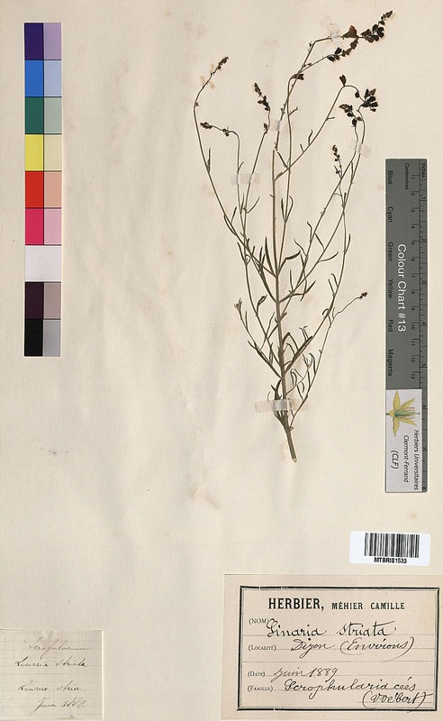 Linaria striata (Scrophulariaceae)