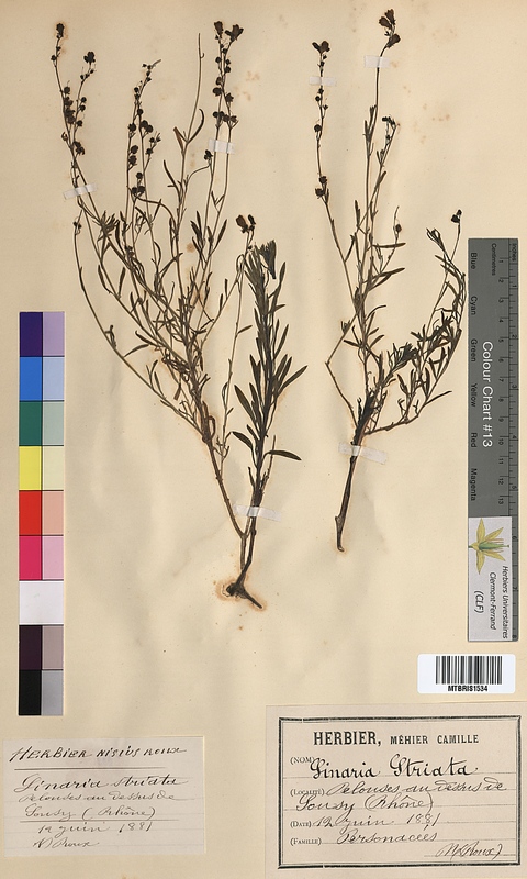 Linaria striata (Scrophulariaceae)