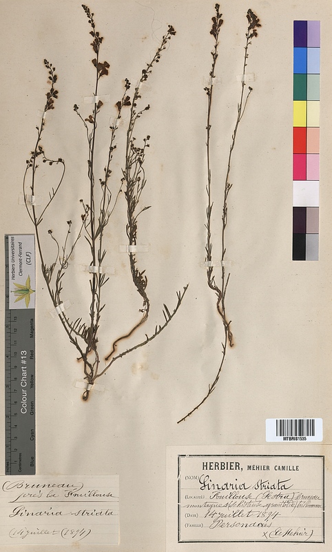 Linaria striata (Scrophulariaceae)
