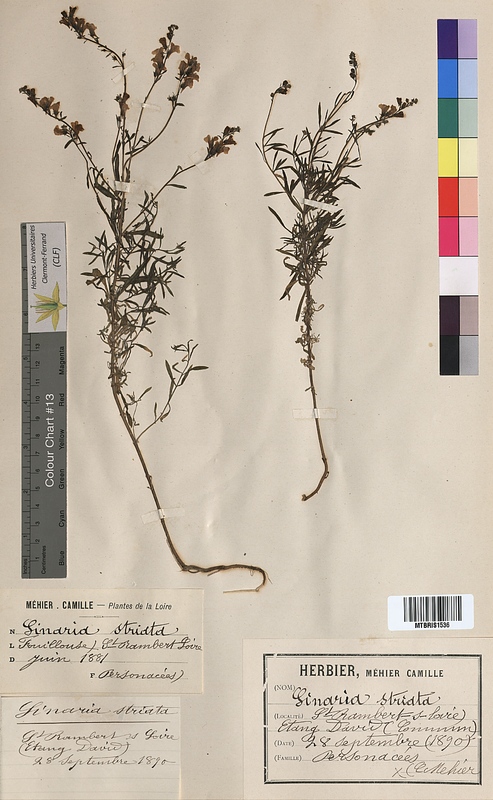 Linaria striata (Scrophulariaceae)