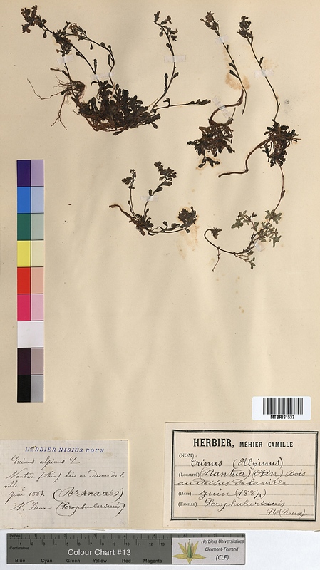 Erinus alpinus (Scrophulariaceae)