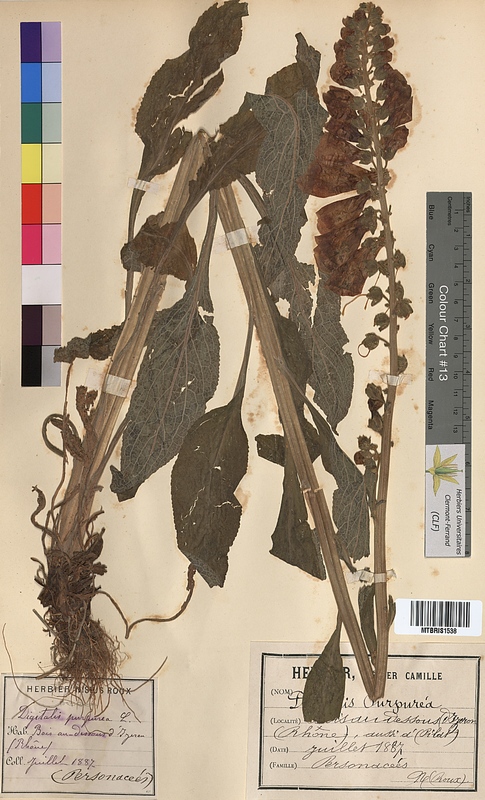 Digitalis purpurea (Scrophulariaceae)
