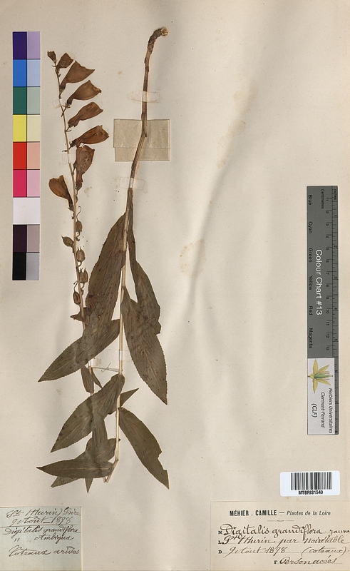 Digitalis grandiflora (Scrophulariaceae)