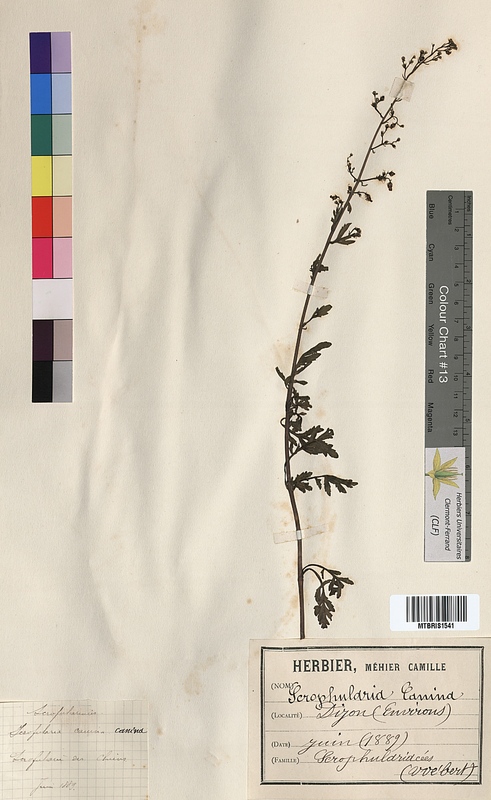 Scrophularia canina (Scrophulariaceae)