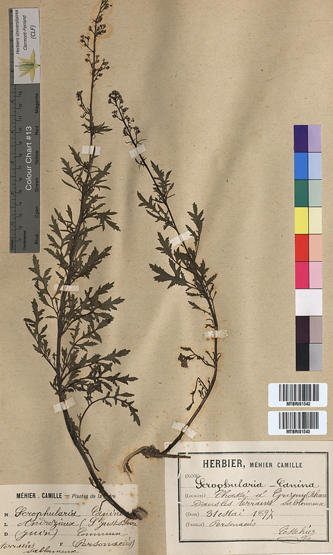 Scrophularia canina (Scrophulariaceae)