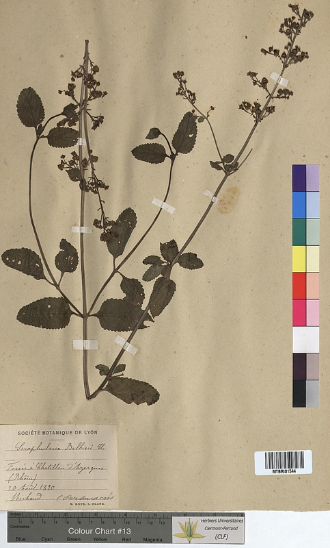 Scrophularia balbisii (Scrophulariaceae)