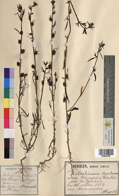 Antirrhinum orontium (Scrophulariaceae)