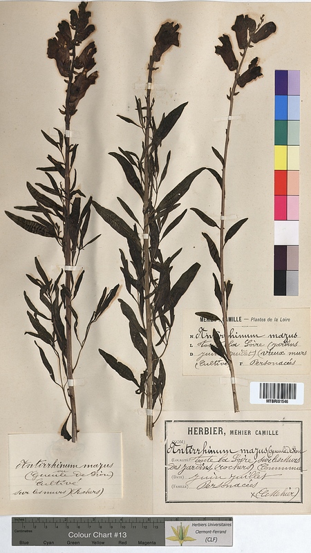 Antirrhinum majus (Scrophulariaceae)