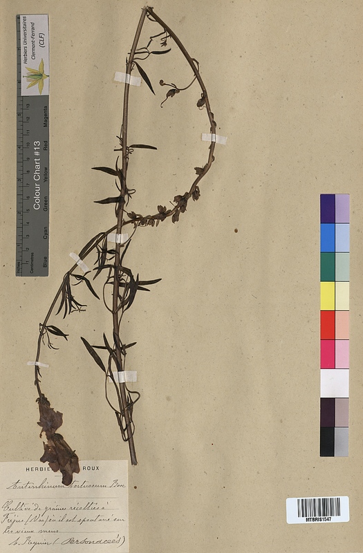 Antirrhinum tortuosum (Scrophulariaceae)