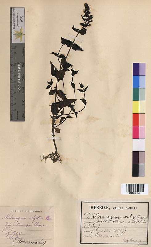 Melampyrum vulgatum (Scrophulariaceae)