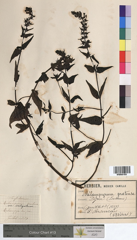 Melampyrum pratense (Scrophulariaceae)